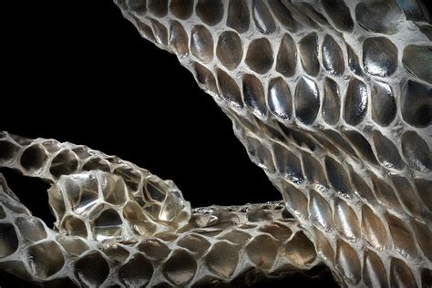 shedded snake skin.